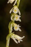 Florida lady's tresses